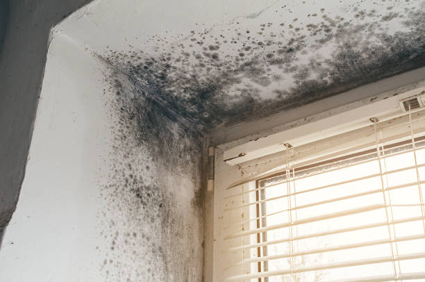 Affordable Mold Remediation solutions in Rockwood, TN