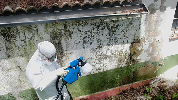 Top rated local Mold Remediation specialists in Rockwood, TN